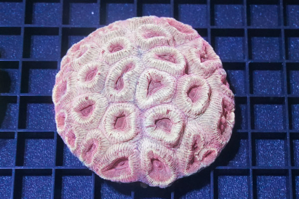 Favia Brain Coral: Ultra Color - Australia