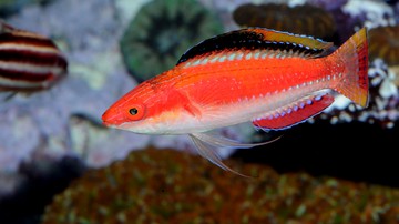 Conde's Fairy Wrasse : Male - South Pacific