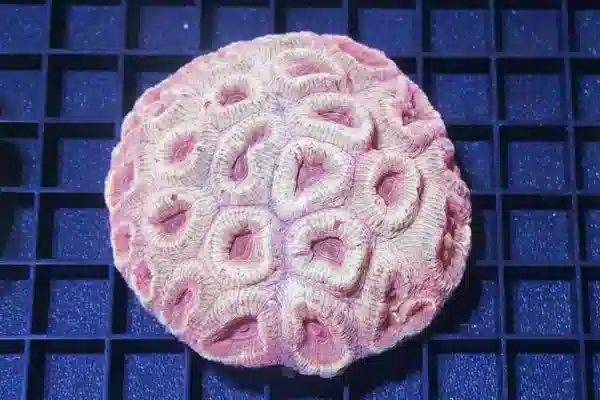 Favia Brain Coral: Ultra Color