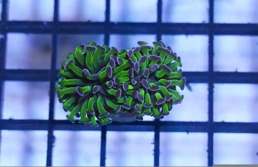 Hammer Coral: Green w/ Purple Tip - Aquacultured - Save 23%