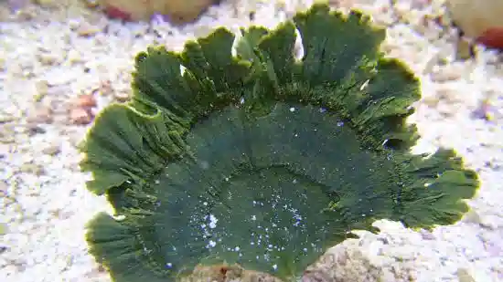 African Red Knob (Red Tip) Starfish