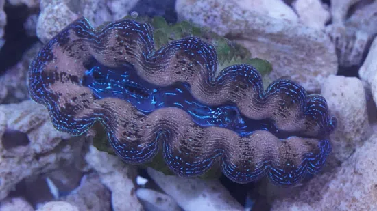 Maxima Clam: Turquoise - 1st Grade Fiji - Captive Bred