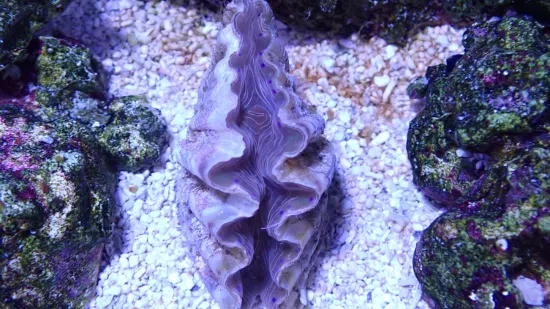 Hippopus Clam - Aquacultured