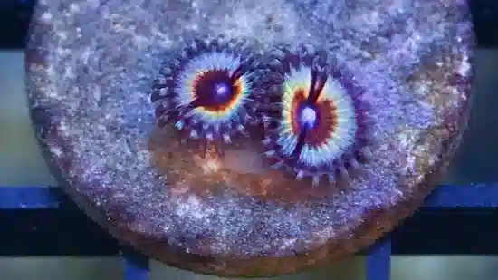 Zoanthid : Sonic Flare - Aquacultured