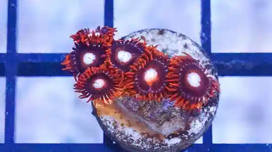 Zoanthid : Tequila Sunrise - Aquacultured