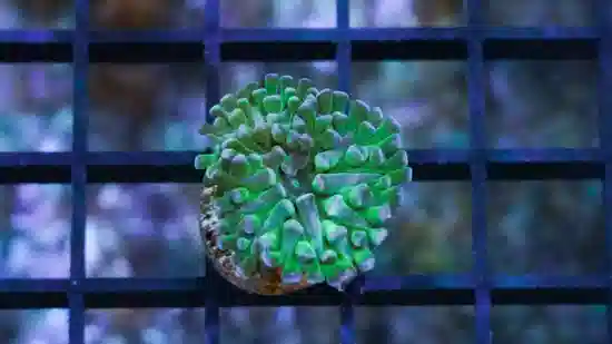 Hammer Coral:Branching Neon Green - South Pacific