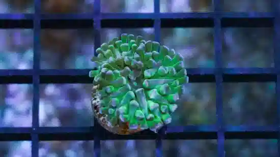 Hammer Coral:Branching Neon Green - Aquacultured