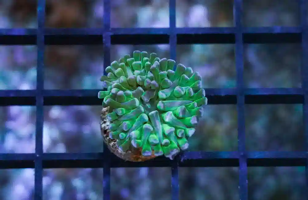 Hammer Coral:Branching Neon Green