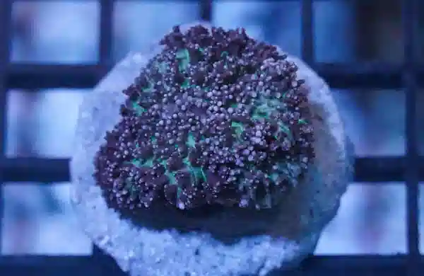 Mushroom Coral: Hairy Purple & Green