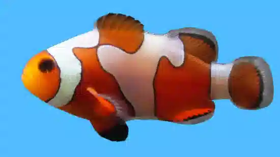 Ocellaris Clownfish DaVinci Grade B - Captive Bred