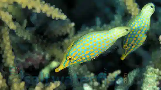 Orange Spotted Filefish - Atlantic