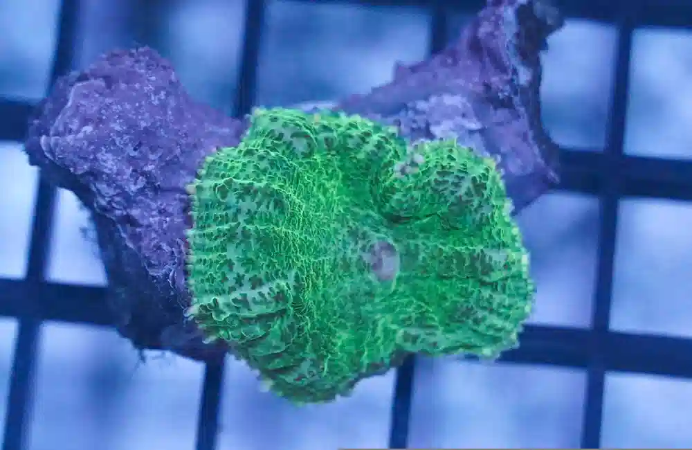 Mushroom Coral: Green - Aquacultured