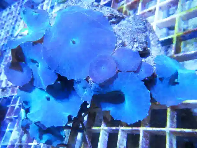 Mushroom Coral: Australian Blue - Aquacultured