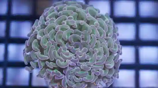 Hammer Coral:Branching Green w/ Pink Tips- Indo Pacific