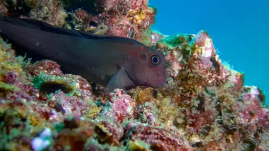 Panamic Fanged Blenny