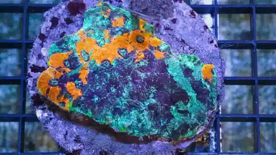 Acan Echinata: Orange/Green Splatter - Aquacultured