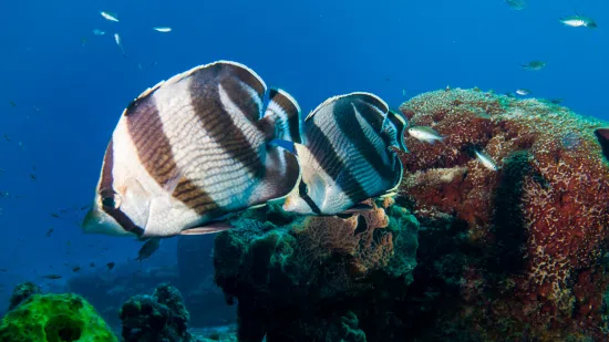 Threebanded Butterflyfish