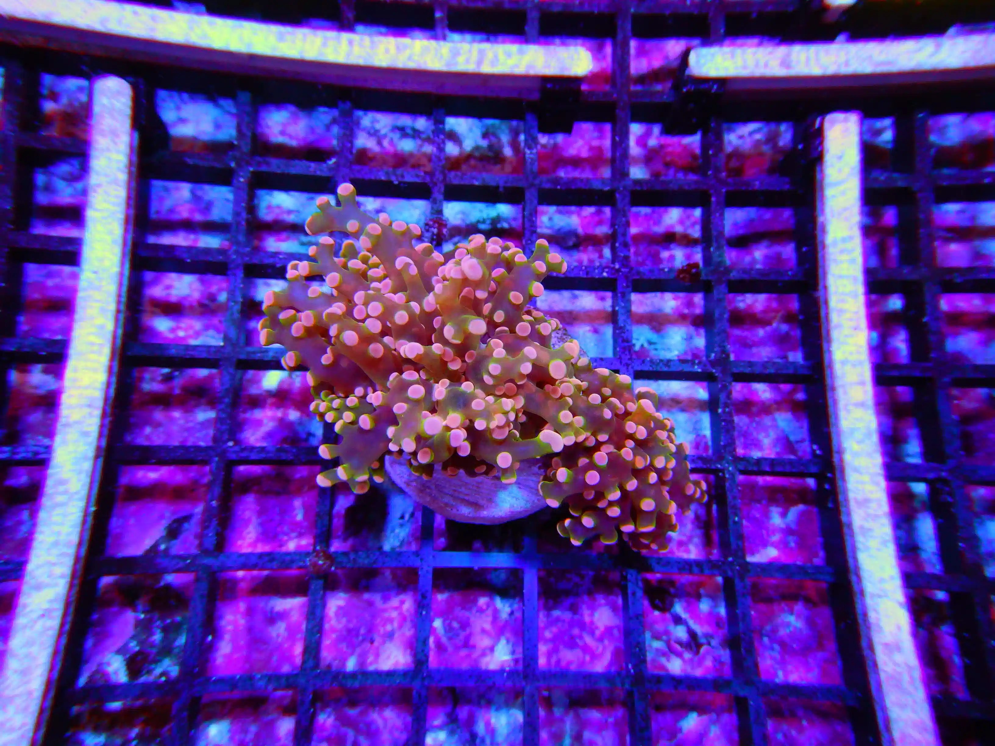 Branching Octofrogspawn Coral: Orange Tips - Aquacultured