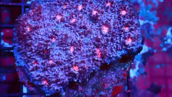 Chalice Coral: Blue W/ Pink Eyes - Aquacultured