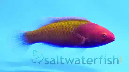 Ruby Head Fairy Wrasse