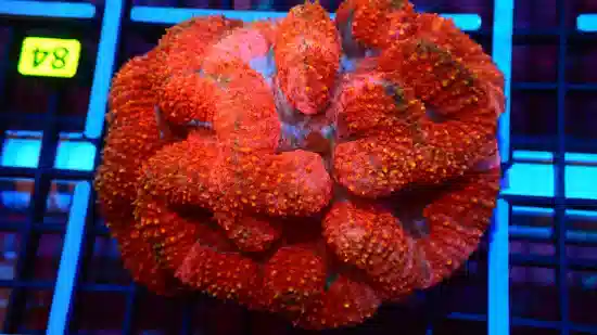 Symphyllia Brain Coral Dented Red