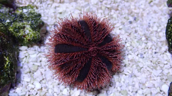 Tuxedo Urchin: Red - Save 22%