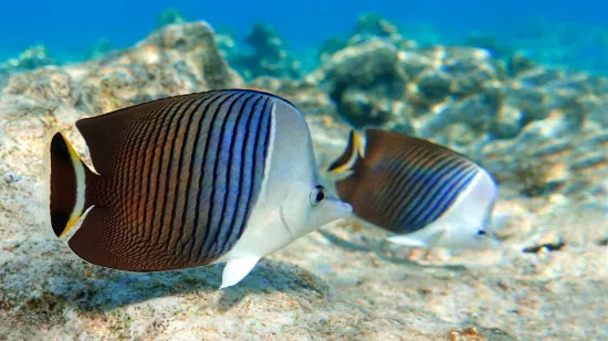 White Face Butterflyfish - Save 23%