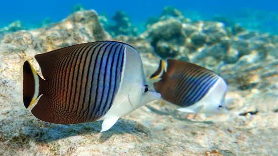 White Face Butterflyfish