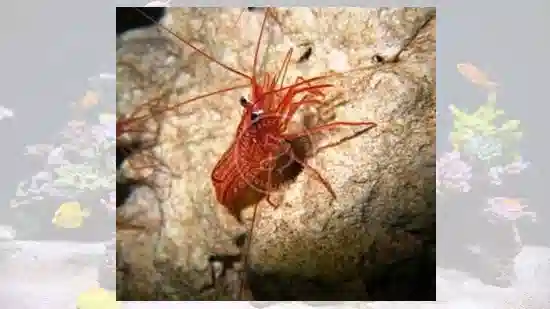 Peppermint Shrimp - East Americas