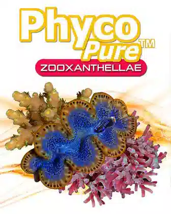 AlgaGen PhycoPure Zooxanthellae 8oz