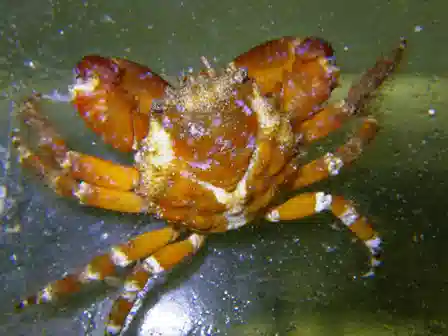 Anemone Crab - Caribbean