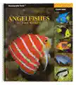 Angelfishes Of The World