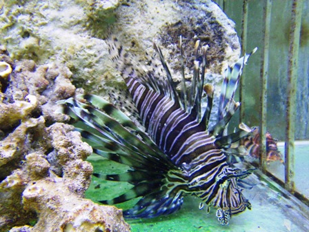 Atlantic Volitan Lionfish - Venomous