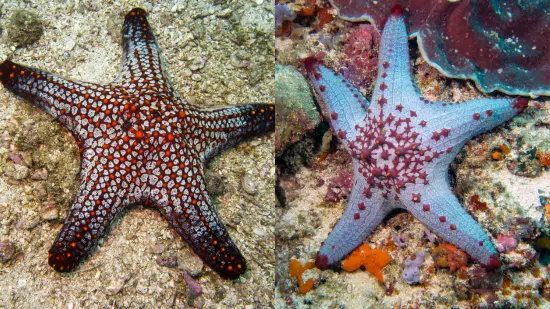 Cortez Starfish