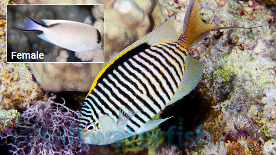 Zebra Angelfish