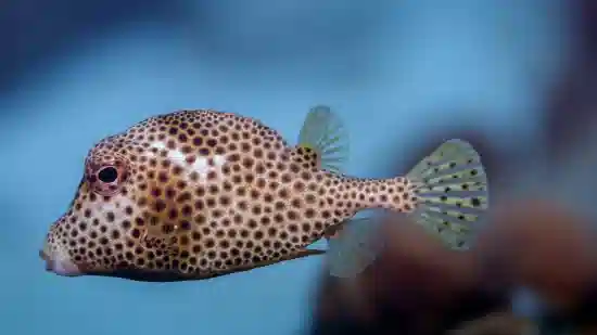 Boston Bean Boxfish - Miscellaneous Unique Marine Life - Saltwater