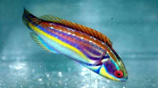 Labout's Fairy Wrasse: Male - Melanesia