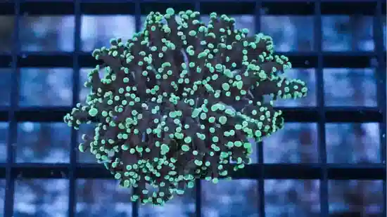 Frogspawn Coral: Green Tip  