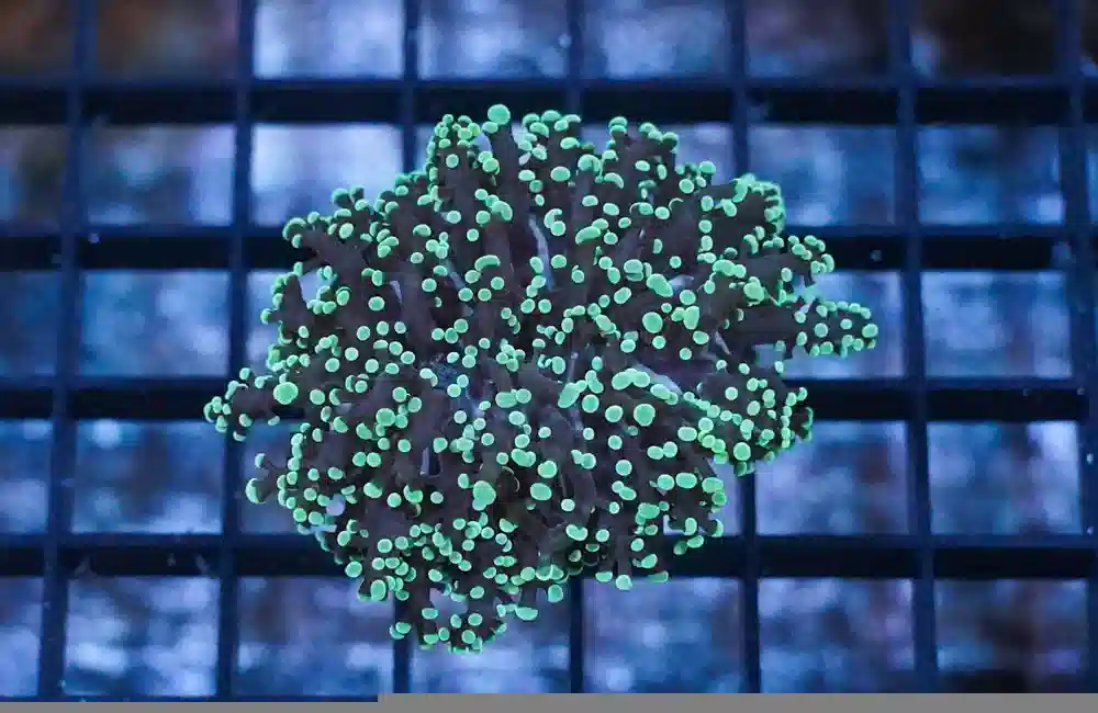 Frogspawn Coral: Green Tip  