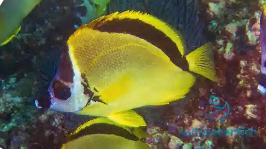 Barberfish Butterfly - East Pacific