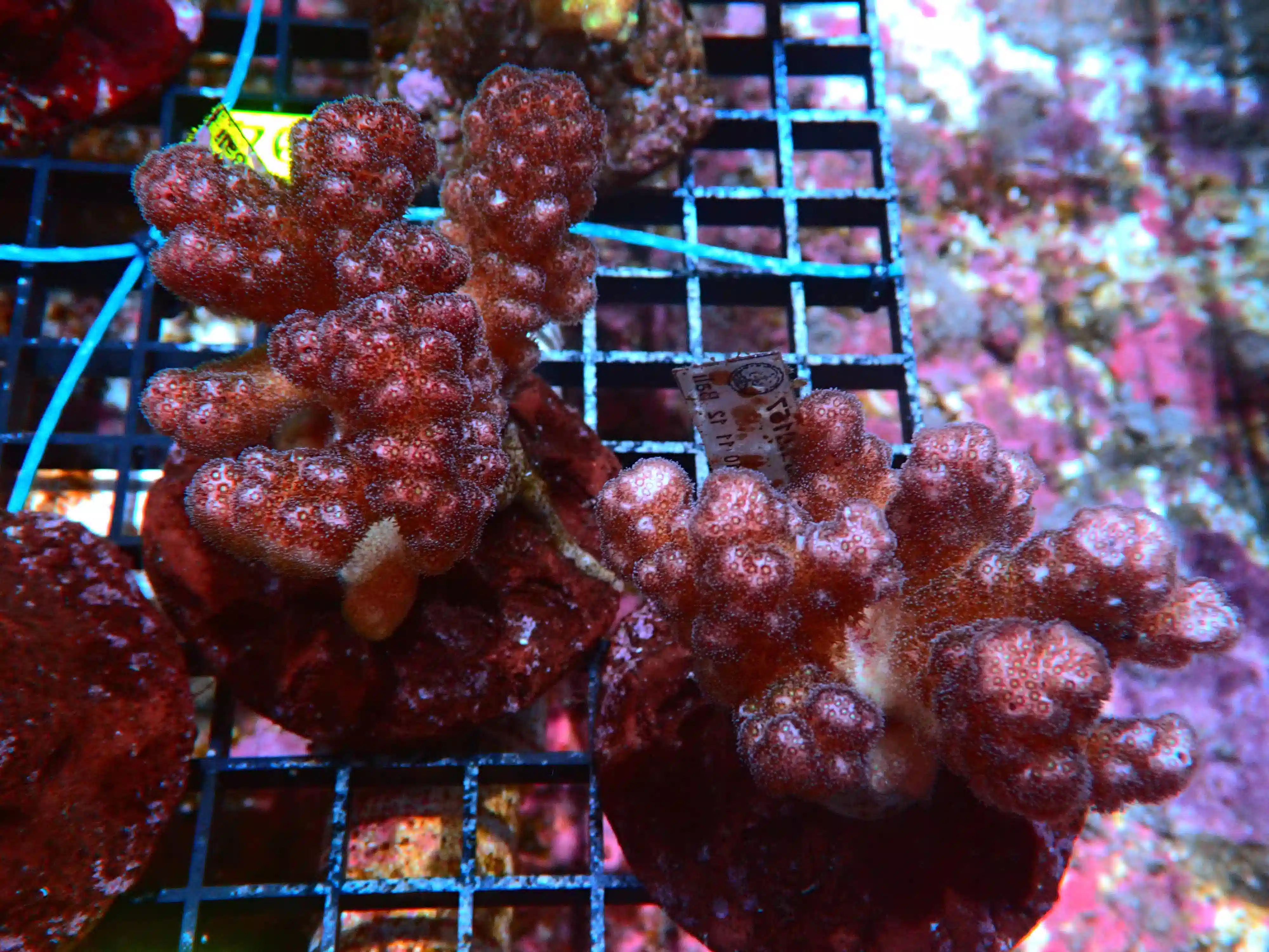 Pocillopora Coral: Red/Pink