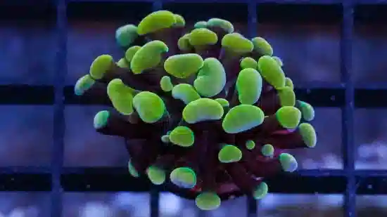 Hammer Coral:Branching Gold / Green - Aquacultured