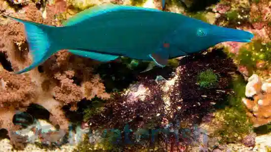 Green Bird Wrasse: Male - South Asia
