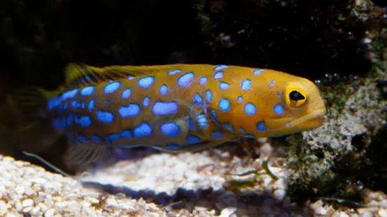 Blue Spotted Jawfish - Save 23%