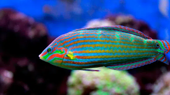 Melanarus Wrasse: Male