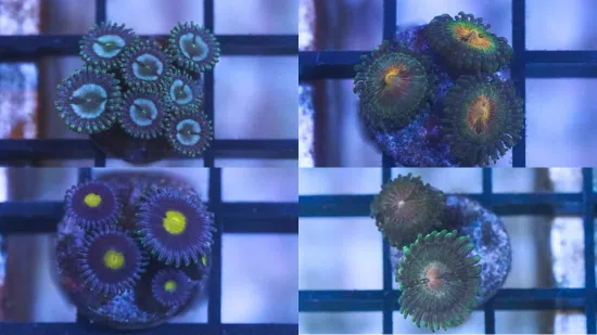 Assorted Caribbean Zoanthid Frag: Ultra Color - Aquacultured