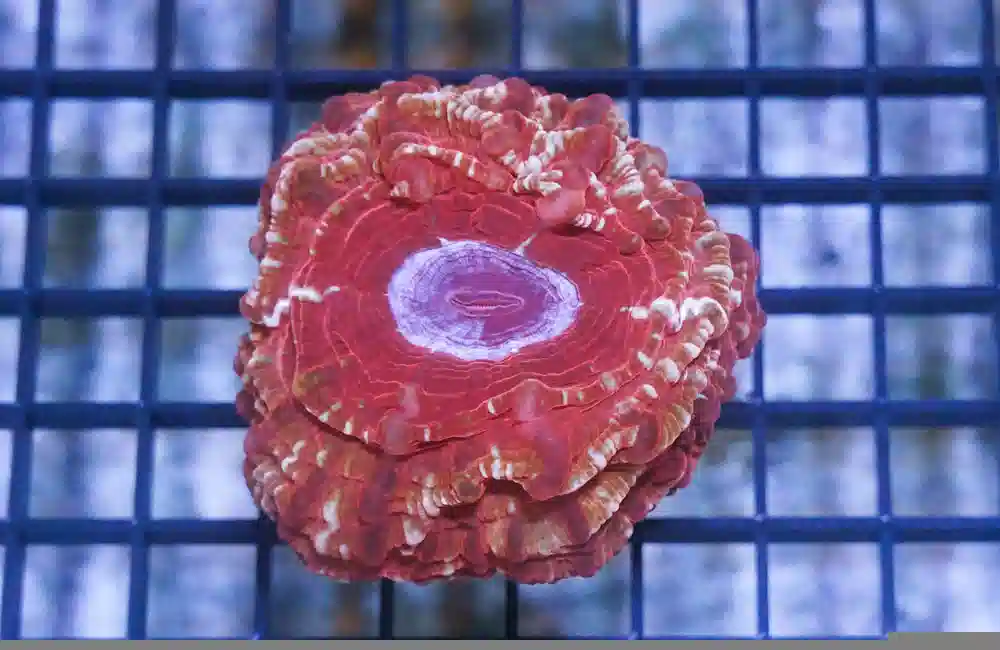 Red Button Coral - Indo Pacific