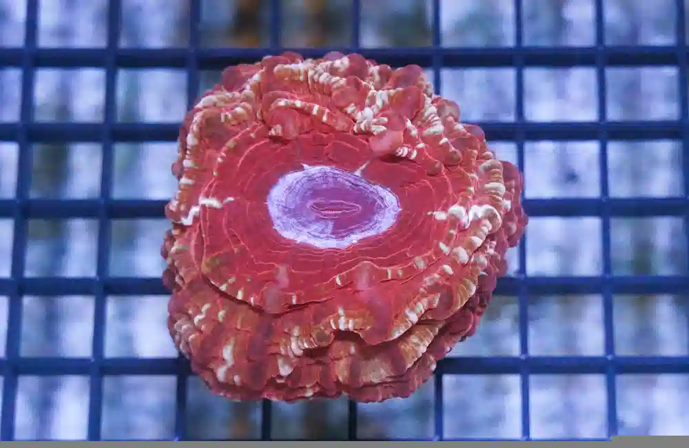 Red Button Coral