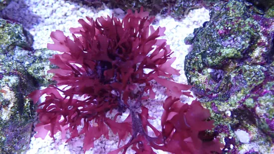 Red Graciliaria - Flat Blade Red Brush