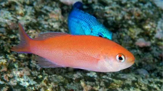 Waitei (Sherbert) Anthias - Marshall Island